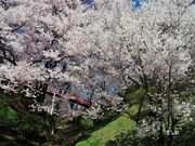 雷ちゃんさんの春日公園(長野県伊那市)の投稿写真8