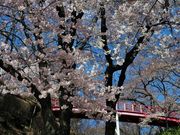 雷ちゃんさんの春日公園(長野県伊那市)の投稿写真9