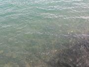 NOAさんの丹野池公園の投稿写真2