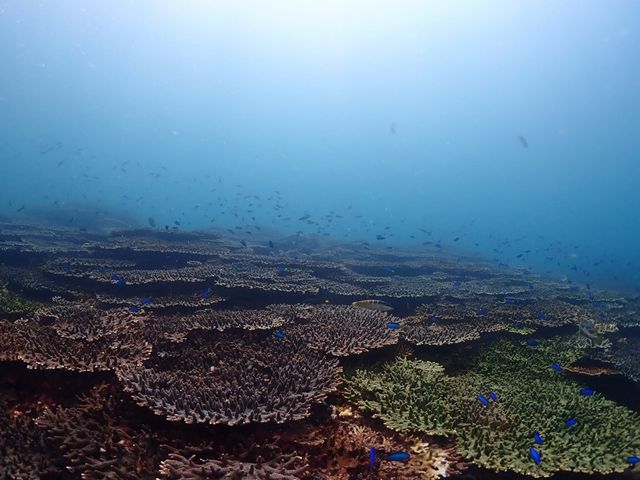 サンゴや沢山の魚に出会えました!_柏島ダイビングサービス Smiley Dive