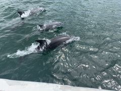 つちこさんのイルカウォッチング受付予約センターへの投稿写真1
