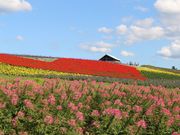 たかちゃんさんのかんのファームの投稿写真3