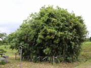 Yanwenliさんの稲田神社の投稿写真5