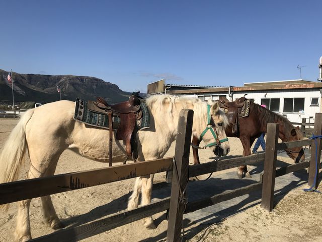 白馬もいました。可愛かったです。_阿蘇うま牧場