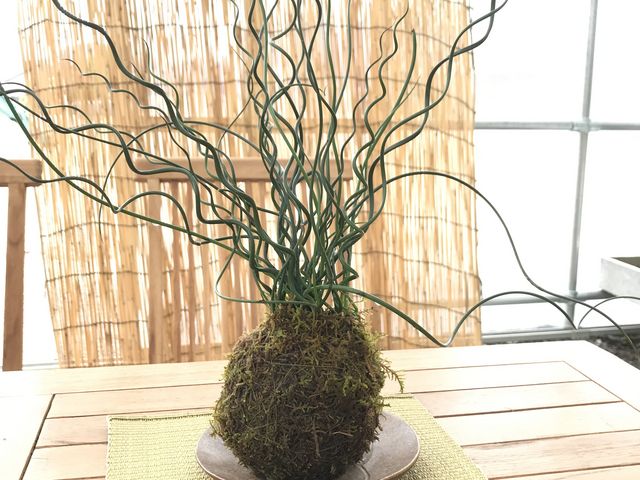 らせんいぐさ_倉敷グリーンファーム