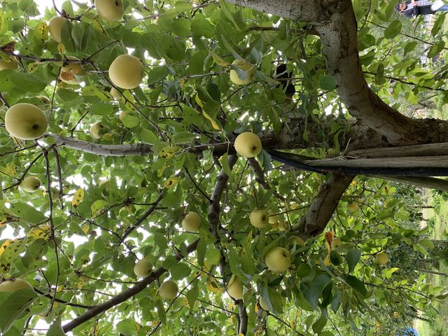 美味しかったシナノゴールド_ブラベリーファーム(旧 三栄農園)