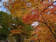 yu‐cyanさんの福満虚空藏菩薩圓藏寺の投稿写真1