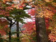 yu‐cyanさんの福満虚空藏菩薩圓藏寺の投稿写真1