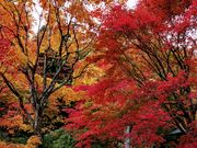yu‐cyanさんの翠楽苑の投稿写真1