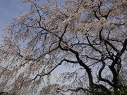 sklfhさんの宝珠寺ヒメシダレザクラの投稿写真1
