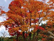 yu‐cyanさんの翠楽苑の投稿写真1