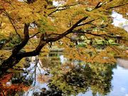 yu‐cyanさんの御薬園(会津松平氏庭園)の投稿写真1