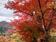 yu‐cyanさんの福満虚空藏菩薩圓藏寺の投稿写真1