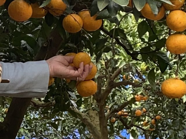 私は小ぶりのみかんが好きです。これかな?_FRUIT PARK YOKOHAMA 芝口果樹園