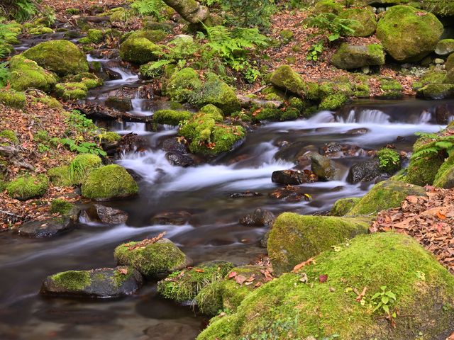 素敵なせせらぎ、って感じですね。_木谷沢渓流