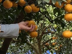 FRUIT PARK YOKOHAMA 芝口果樹園の写真1