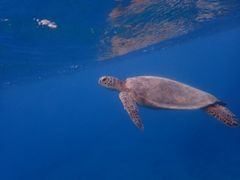 コズミックアースの写真2