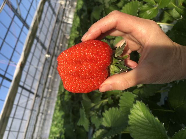 至高のいちご!_渡邉いちご園