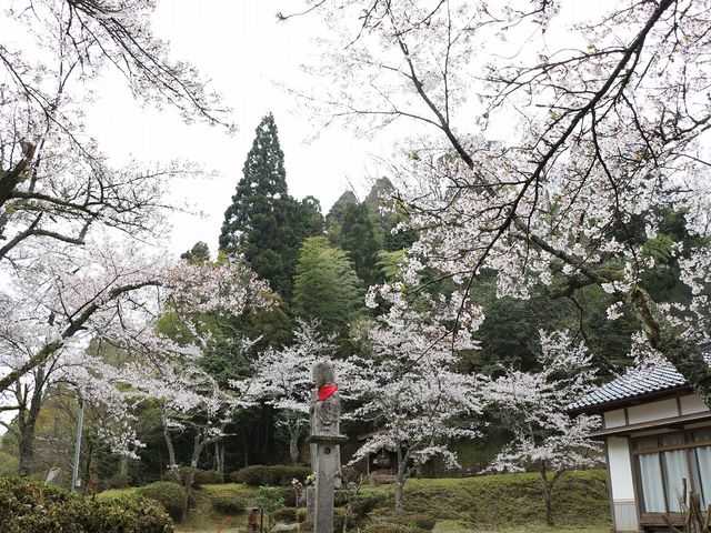 周囲には桜が咲いていました。_平地地蔵