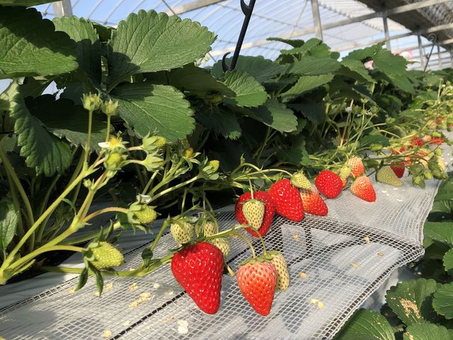 大ぶりの赤いいちご_千疋いちご園
