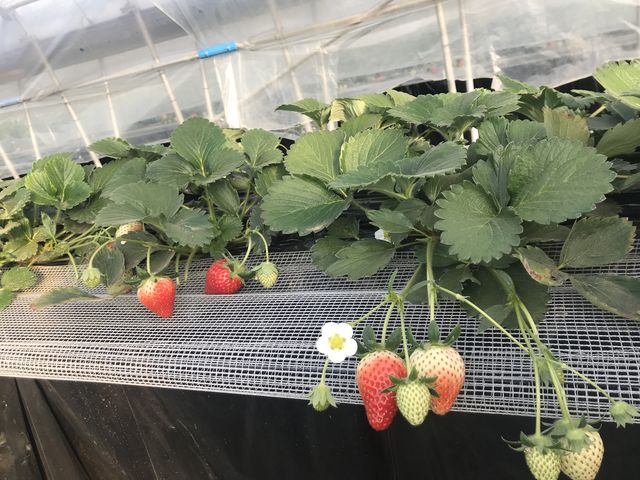 いちごハウスの中_Ichina Farm