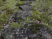 Yanwenliさんの平地地蔵の投稿写真6