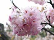 Yanwenliさんの縁城寺の投稿写真6