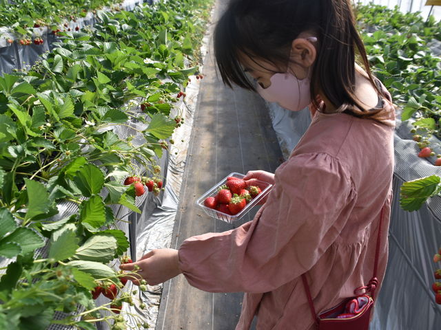 感染症対策バッチリです。_ちあきのいちご園