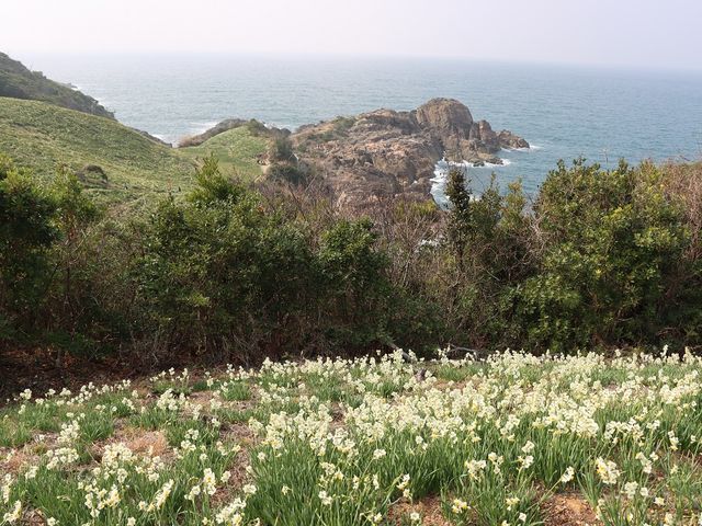 一面に咲く水仙_唐音水仙公園