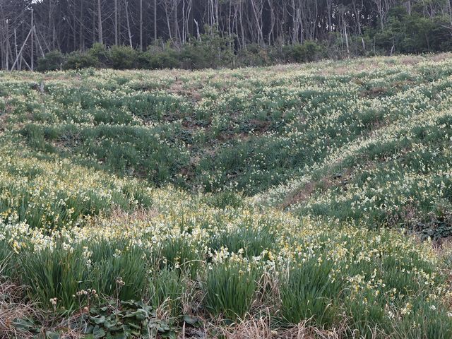 圧巻水仙_唐音水仙公園