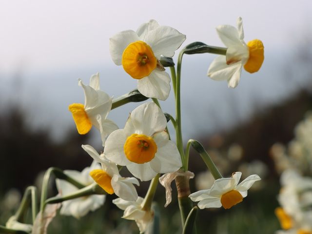 ドアップ_唐音水仙公園