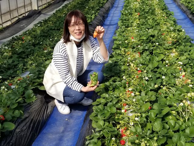 子供のゲンコツくらいの大きいイチゴがありました!写真を撮る前に食べてしまいました。_まるとみ農園(丸富農園)