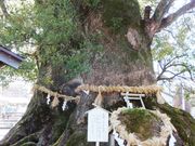 こぼらさんの尾鷲神社の大樟の投稿写真5