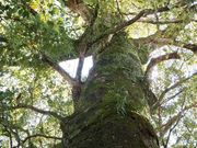 こぼらさんの尾鷲神社の大樟の投稿写真6