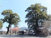 こぼらさんの尾鷲神社の大樟の投稿写真7