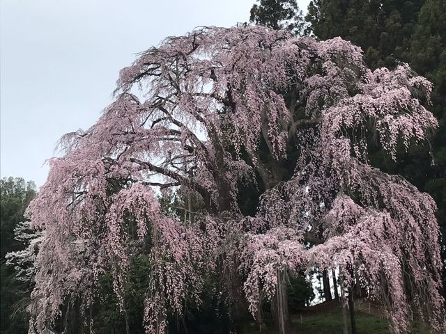 個人宅の桜を開放しています
仲良しのご夫婦が守ってきた2本のめおと桜
_合戦場のしだれ桜