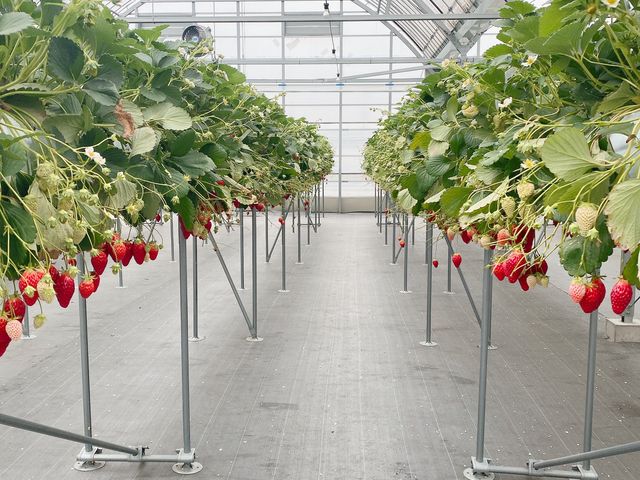 いちごの様子_Berry Gardens
