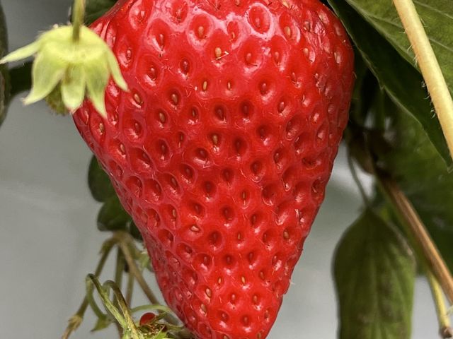 採れたては最高です_いのうえいちご