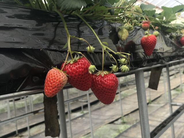 古都華(^^)_みどりの農園