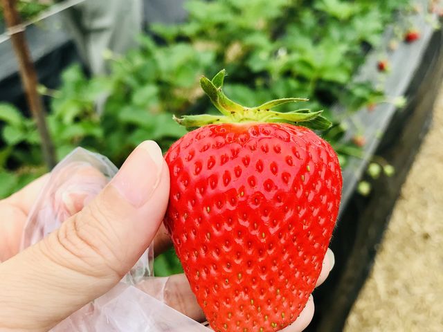 大きないちご_観光農園ひだか