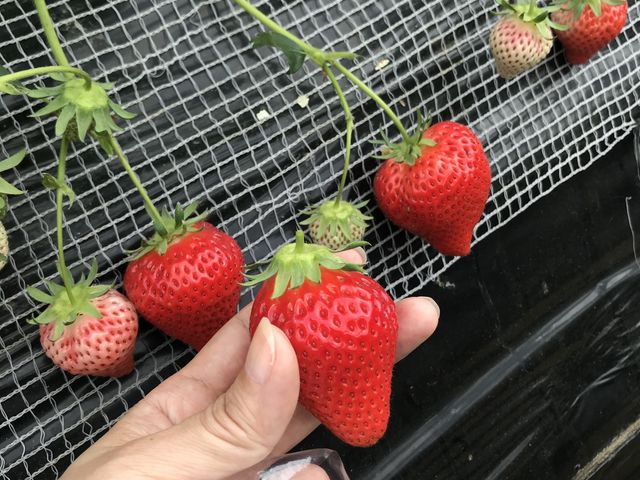 美味しそうなのがいっぱい_観光農園ひだか