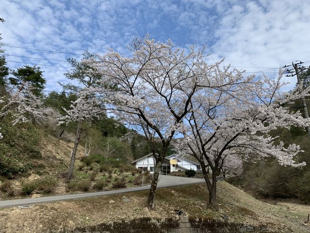 尾小屋鉱山資料館前の桜_石川県立尾小屋鉱山資料館・尾小屋マインロード
