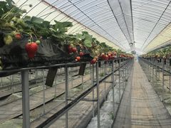 きいろさんのみどりの農園への投稿写真1