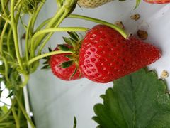 EIKOさんのお陽様農園への投稿写真1