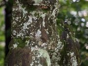 Yanwenliさんの大歳神社の投稿写真4