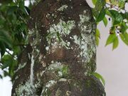 Yanwenliさんの大歳神社の投稿写真5