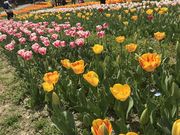 きいろさんのみどりの農園の投稿写真3