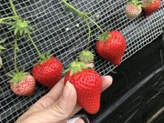 ゆぅさんの観光農園ひだかの投稿写真2