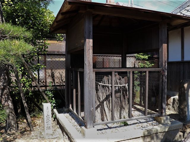右が磯馴松。_松風村雨堂