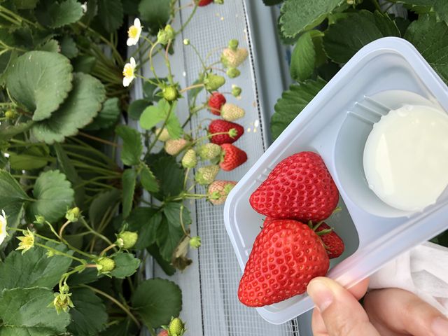 紅ほっぺ_千疋いちご園